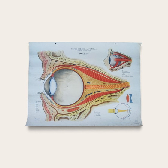 5 anatomische posters uit het midden van de 20e eeuw / Rudolf Tupy – Paper (photo 3 of 15)