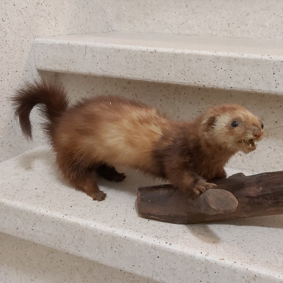 Image 1 of Polecat in taxidermy on tree trunk as educational school material