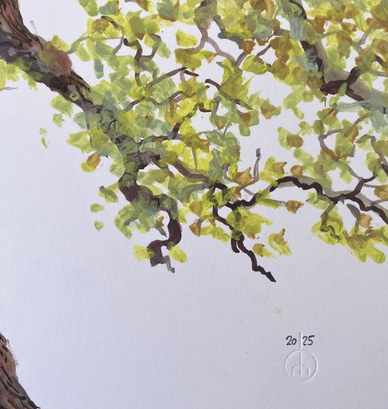 Image 1 of Verde giovane