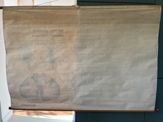 Image 1 of Zoological poster, animal body cell