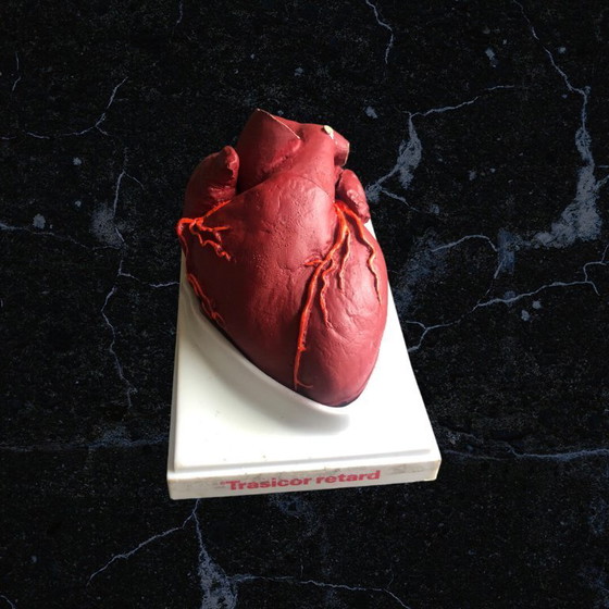 Image 1 of Trasicor retard vintage lifesize medical human heart specimen model anatomical physician's educational boxed 80s