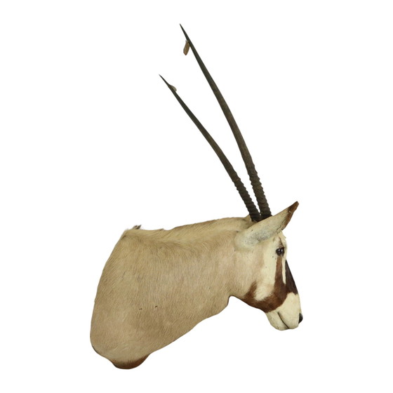 Image 1 of Taxidermie de l'antilope Oryx montée Gemsbok