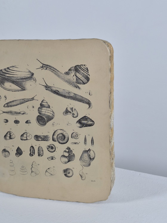 Antique Lithographic Stone Printing Stone Mollusks Snails Shells – Decorative Objects, Paper (photo 7 of 13)