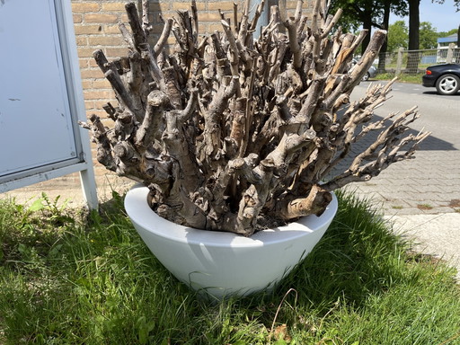 Ball Catalpa (trocken) im Designertopf