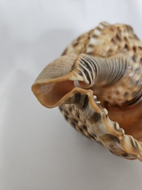 Spectacular Giant Triton's Horn Shell (29 cm) – Luxury Maritime Collector's Item (Pre-CITES) (photo 4 of 10)