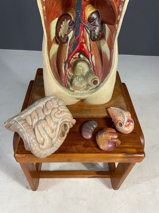Image 1 of Anatomisch menselijk model, leermiddel, Tsjecho-Slowakije, jaren 1960