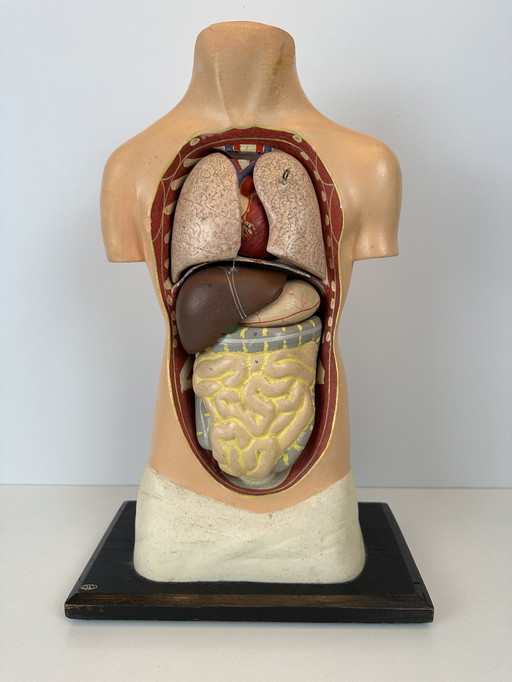 Antique Anatomical Model (Small) - Plaster And Papier Maché