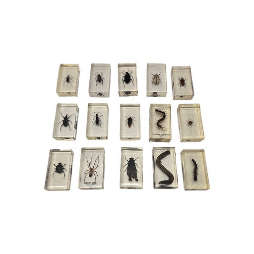 15 verschiedene Insekten aus aller Welt in Epoxidharz, Ende des 20. Jahrhunderts