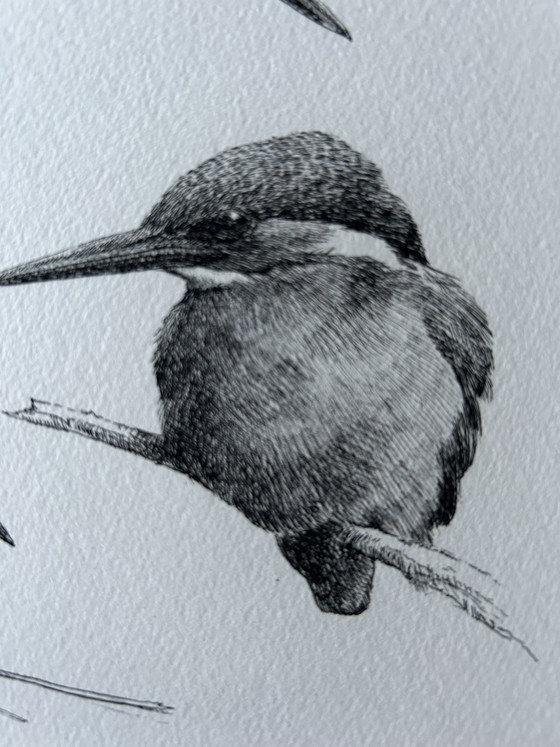 Image 1 of Kingfisher E van Ommen