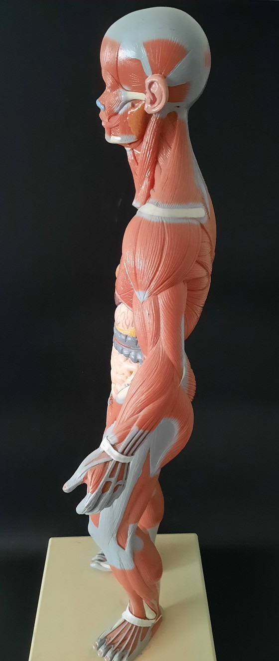 Image 1 of Modello anatomico d'epoca del corpo umano