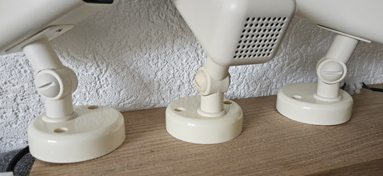 Image 1 of Herda fleckt 3 Stück