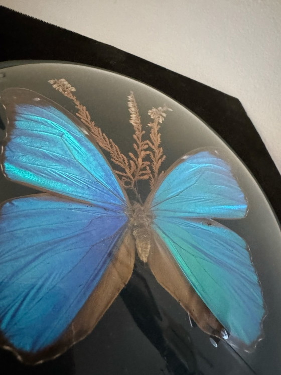 Cadre verre bombé papillon Morpho bleu ancien, Décorations murales, Velours (photo 3 sur 8)