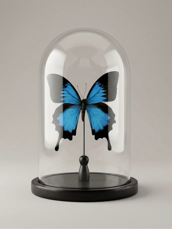 Image 1 of Papilio ulysses-vlinder geconserveerd onder een glazen koepel – groot formaat – exotisch exemplaar – 21 cm