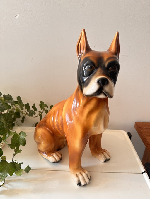 Mid - Century image boxer