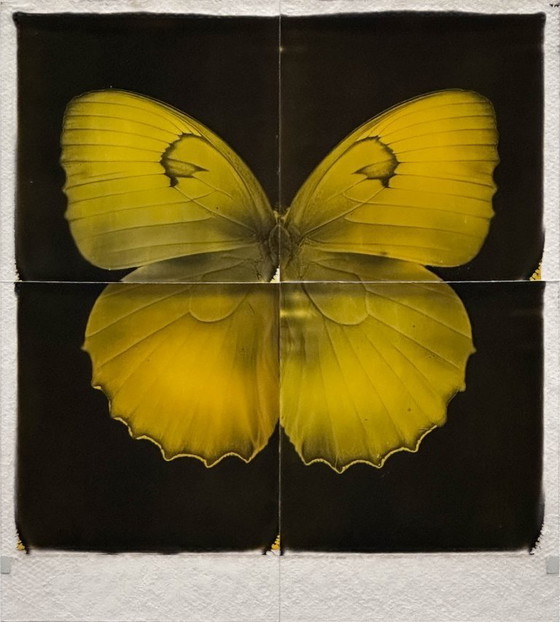Image 1 of butterfly
