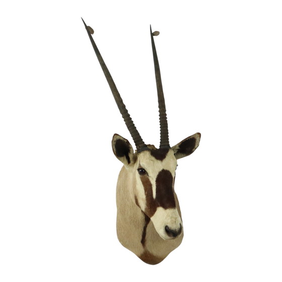 Image 1 of Taxidermie de l'antilope Oryx montée Gemsbok