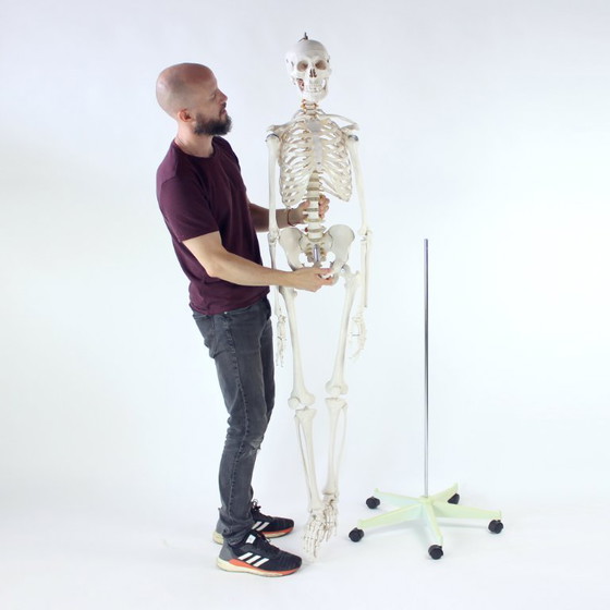 Image 1 of Freestanding Vintage Human Skeleton Anatomy Model, Czechoslovakia 1980s