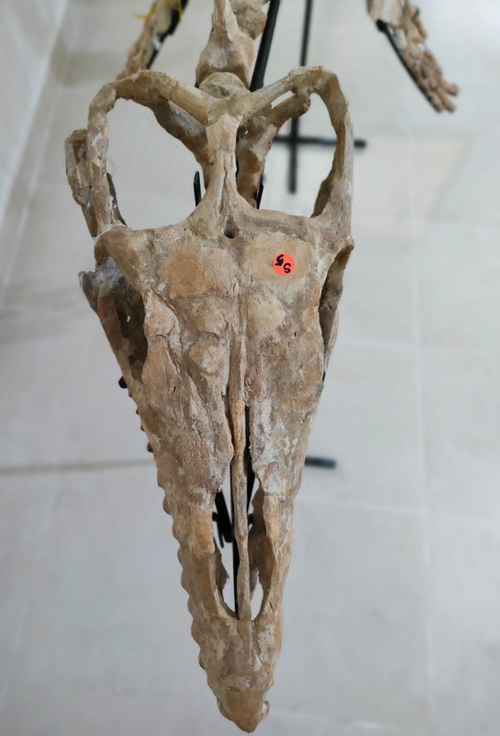 Image 1 of Mosasaurus – Cretaceous Marine Reptile
Large Mosasaurus