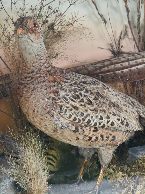 Image 1 of Vitrina de taxidermia del siglo XIX: Dos faisanes