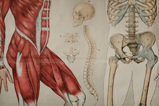 Image 1 of Poster scolastico Giga Vintage, Anatomia, corpo umano, tabella scolastica, retrò