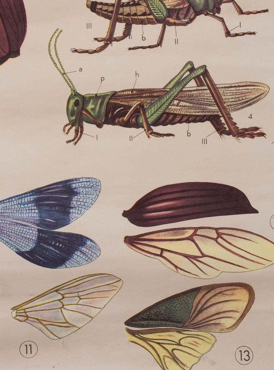 Image 1 of Educational print on insects, Paravia, 1968