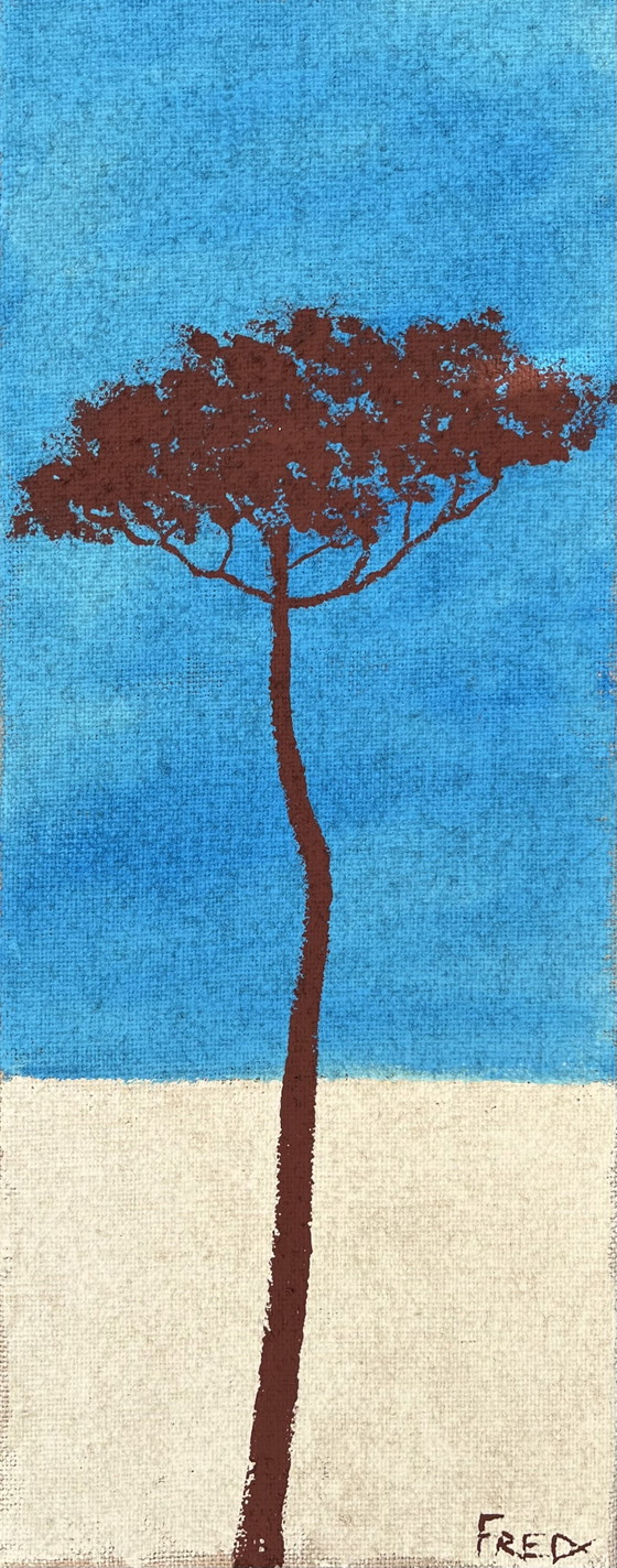 Image 1 of Umbrella pine 50x20cm