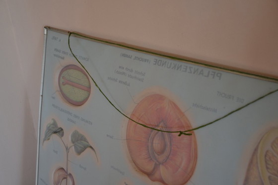 Image 1 of Unieke Vintage - Oude Schoolplaat Bloemen - Oude Duitse Schoolkaart - Schoolplaat Botanica - Planten - Biologie - Plasticplaat