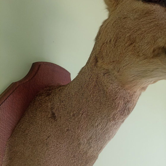 Taxidermie: Prachtige Opgezette Reebok (Zeseinder) In Zomervacht Met Velvet Gewei.60 cm hoogte! (photo 3 of 10)