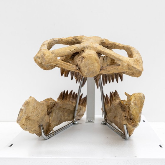 Image 1 of Cranio fossilizzato di un rettile marino preistorico, il Mosasauro, risalente a 70 milioni di anni fa