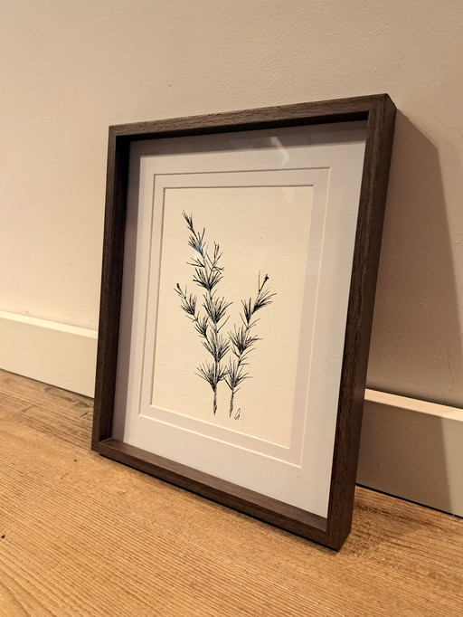Illustration Botanical Larch Occidentalis | Dark brown frame
