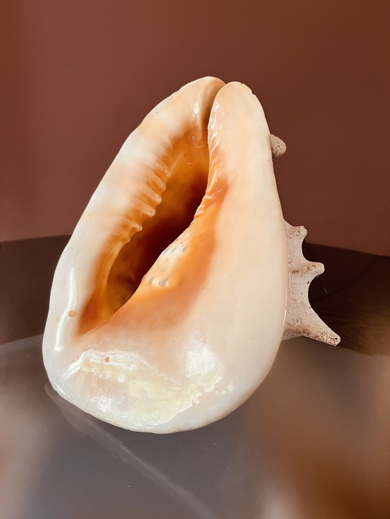 Image 1 of Casis Cornuta Helm Schelp Lamp