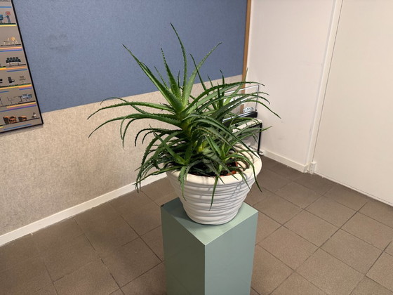 Image 1 of Dirk van der Kooij | Mummy Planter Vase | White | 1x