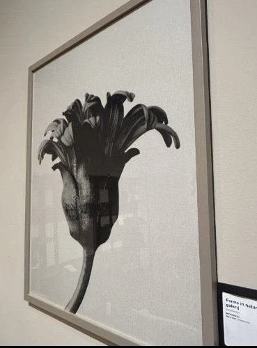 Image 1 of Boconcept - Form in der Natur Galerie