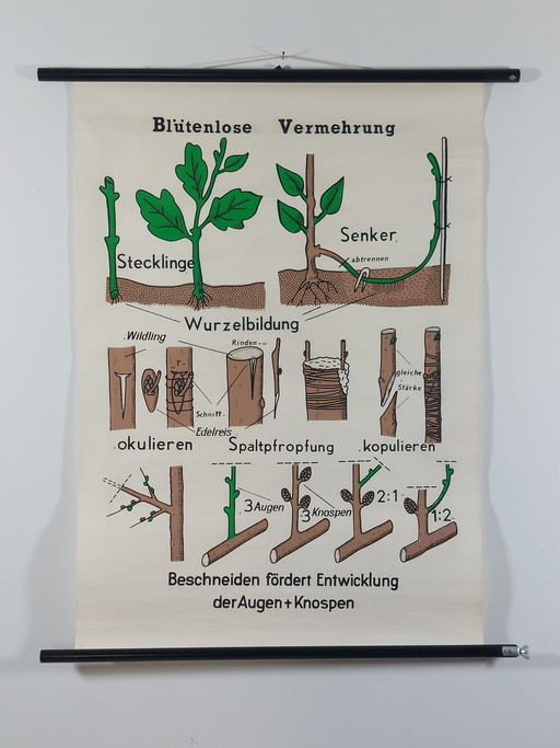 Vintage Rollkarte Lehrmittel Biologie Blütenlose Vermehrung Pflanzen Wandkarte