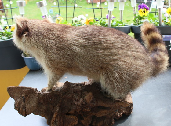 Image 1 of Raccoon taxidermy from an estate, mounted on a large, heavy root, open snout with real teeth