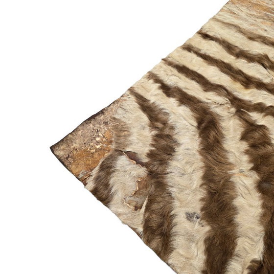 Image 1 of Morceau de vieille peau de zèbre collé sur du cuir, milieu du XXe siècle