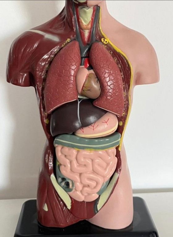 Image 1 of Education/demonstration model 1980s