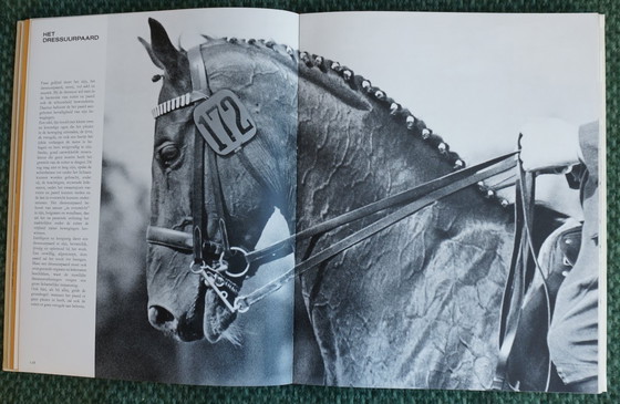 Image 1 of Ein Königreich für ein Pferd