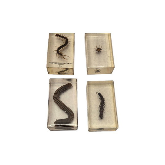 Image 1 of 15 verschiedene Insekten aus aller Welt in Epoxidharz, Ende des 20. Jahrhunderts