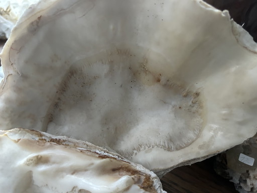 Giant clam shell "Tridacna gigantea