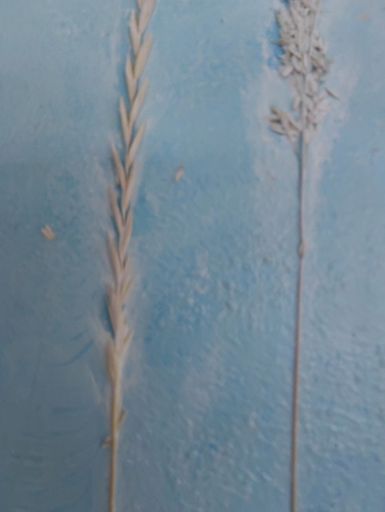 Image 1 of "Glory of Seeds" by Gallery Suncorner