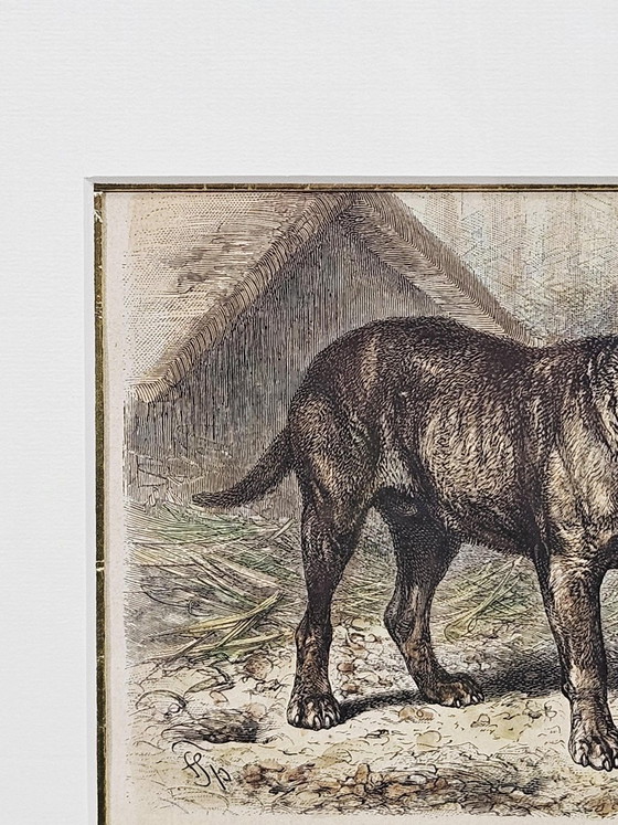 Friedrich Carl Georg Specht, Hund, 1870, Original Holzschnitt, Gerahmt – Lithographien & Drucke (photo 5 of 9)