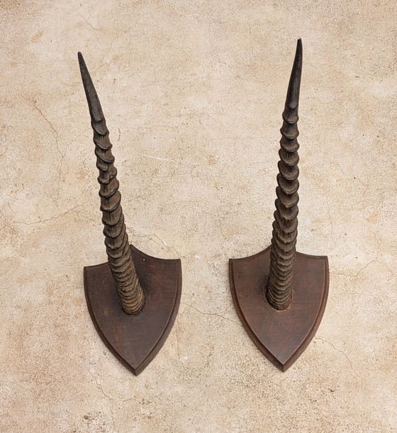 Image 1 of Set of Gazelle horns