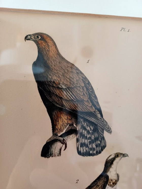 Image 1 of Twee handgekleurde Brusselse ornithologische lithografieën (ca. 1828–1833) – Burggraaff, Lejeune – Pl. 1 en Pl. 19