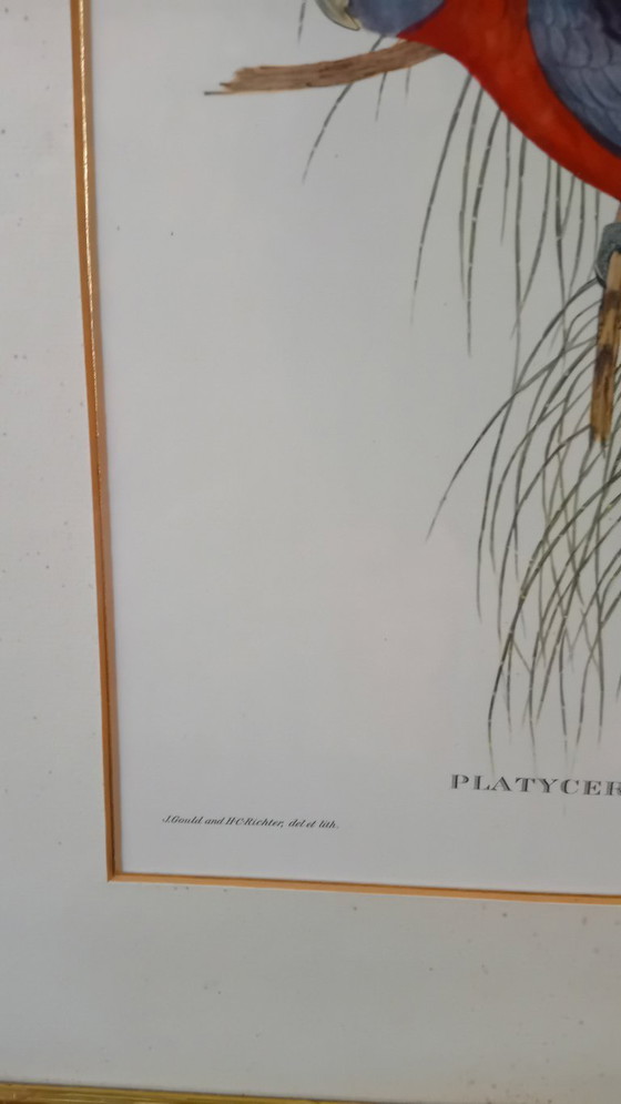 Image 1 of John Gould, Platycercus Pennanth