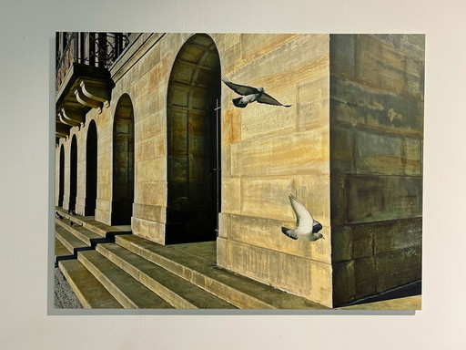iAnnet - Vogels van Hoop