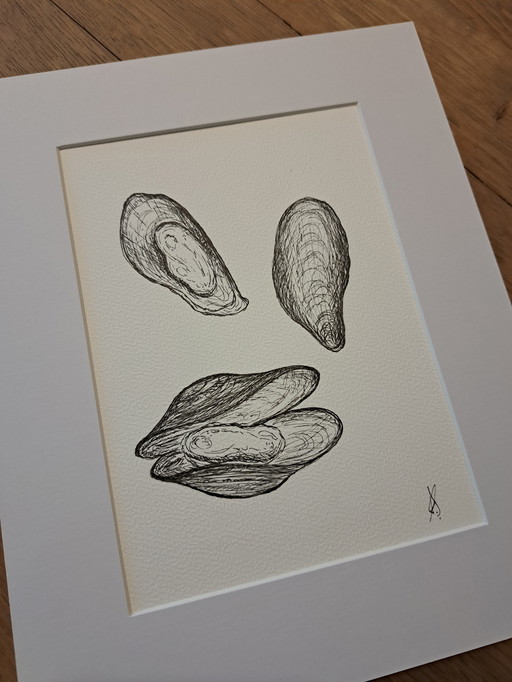 Illustration Muscheln | Mit Rahmen und Passepartout