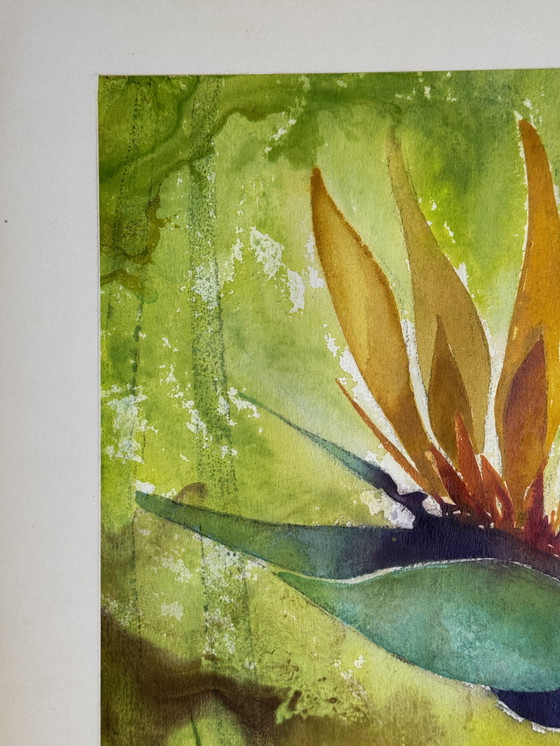 Image 1 of Eugène Eechaut (1928-2019) - Strelitzie - 1968. Signé