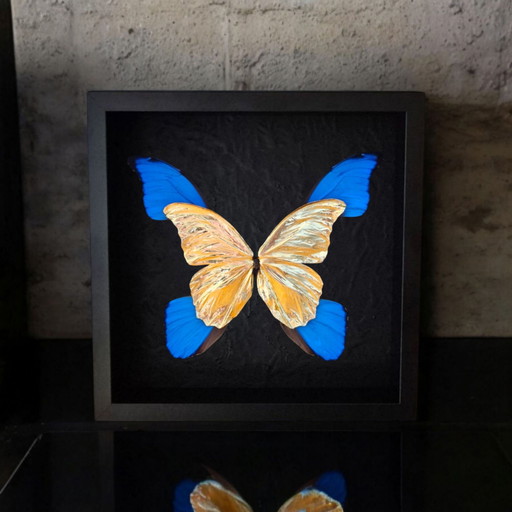 Genuine Didius Butterflies 23ct Gold Gilded Artwork Taxidermy in Frame Limited Edition