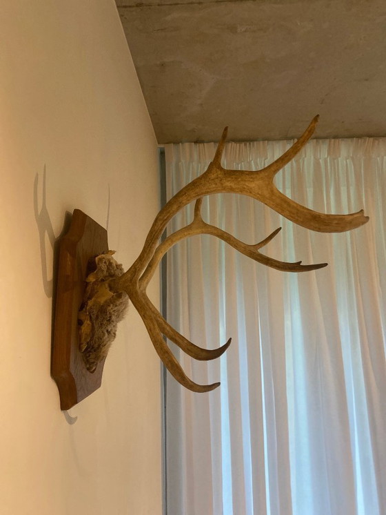 Image 1 of Corna di cervo su scudo di legno – trofeo di caccia d'epoca, XX secolo